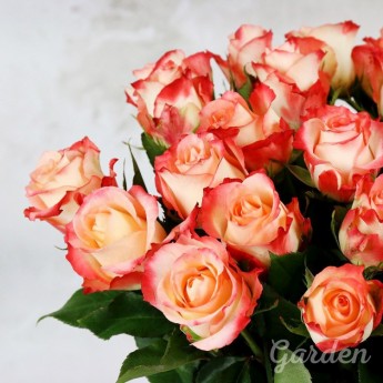 25 кремово-коралловых роз